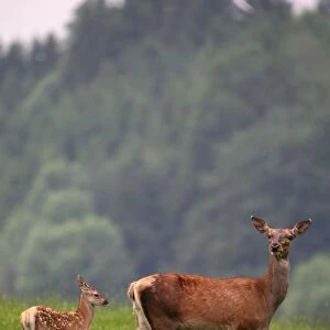 Red deer (Cervus elaphus) hind and calf, 10 days old, on a mountain meadow, Allgaeu, Bavaria, Germany, Europe