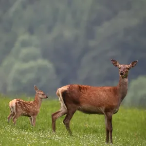 Red deer hind and calf print Red deer hind and calf print