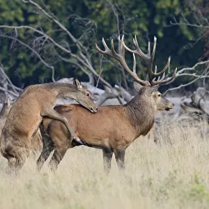 Red Deer -Cervus elaphus-, hind mounting a stag, Jaegersborg, Copenhagen, Denmark