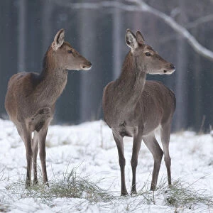 Red Deer -Cervus elaphus-, hinds in their winter coats standing in snow, captive, Saxony, Germany