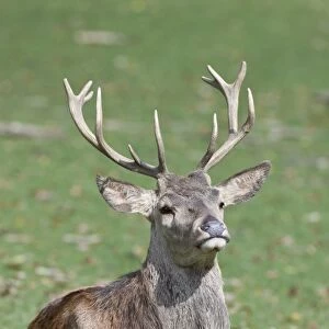 Red Deer (Cervus elaphus) stag