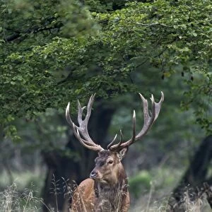 Red Deer -Cervus elaphus-, stag, Copenhagen, Denmark