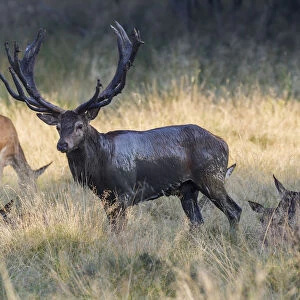 Red Deer -Cervus elaphus-, stag and hinds, Copenhagen, Denmark