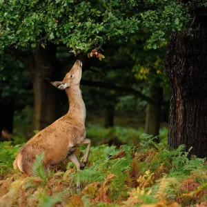 Red Deer Doe Feeding on Acorns Fine Art Print Red Deer Doe Feeding on Acorns Fine Art Print