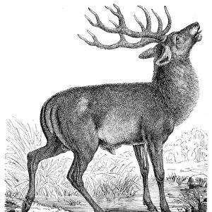 Red deer engraving 1898