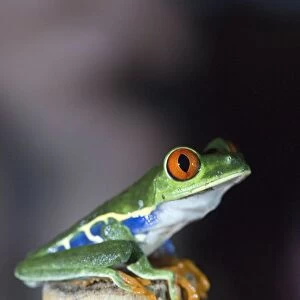 Red-eyed tree frog (Agalychnis callidryas) sitting on branch, Alajuela Province, Costa Rica