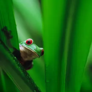 Red-eyed tree frog (Agalychnis callidryas) behind leaf Red-eyed tree frog (Agalychnis callidryas) behind leaf