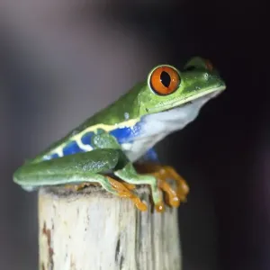 Red-eyed tree frog (Agalychnis callidryas) sitting on branch, Alajuela Province, Costa Rica Red-eyed tree frog (Agalychnis callidryas) sitting on branch, Alajuela Province, Costa Rica