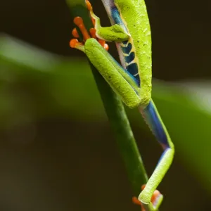 Red-Eyed Tree Frog, Costa Rica