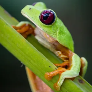 Red-eyed Treefrog (Agalychnis callidryas) Red-eyed Treefrog (Agalychnis callidryas)