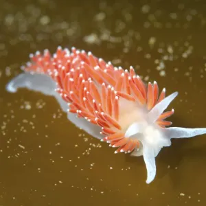 Red-finger Aeolis Print, Flabellina verrucosa Sea of Japan Russia Red-finger Aeolis Print, Flabellina verrucosa Sea of Japan Russia