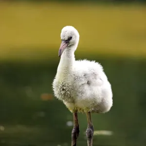 Red Flamingo or Cuban Flamingo -Phoenicopterus ruber ruber-, chick, native to South America, captive, Heidelberg, Baden-Wurttemberg, Germany