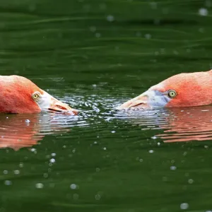 Red Flamingoes Print - Captive Pair in Heidelberg Red Flamingoes Print - Captive Pair in Heidelberg