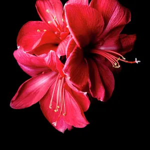 Red flowers on black background