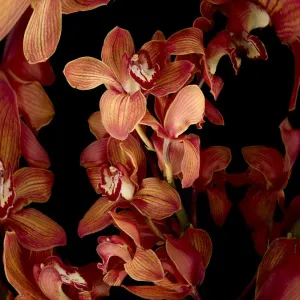 Red flowers on black background (Digital Composite) Red flowers on black background (Digital Composite)