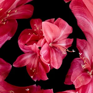 Red Flowers Print on Black Background Red Flowers Print on Black Background
