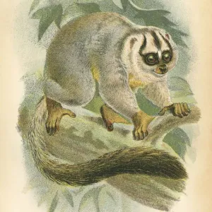 Red Footed Night Monkey primate 1894 Red Footed Night Monkey primate 1894