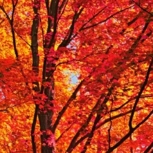 Red Forest Maple Leaves Print