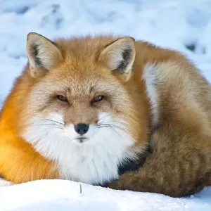 Red Fox
