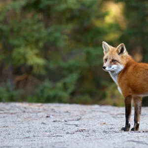 Red Fox in Algonquin Park