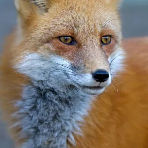 Red Fox Closeup