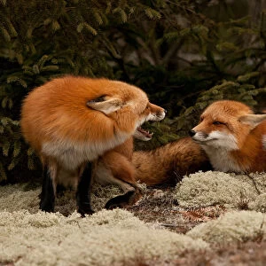 Red Fox Dispute