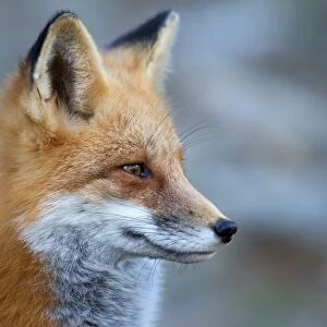 Red Fox Profile