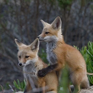 Red Fox Pups Morro Bay, CA