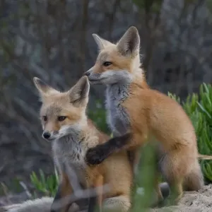 Red Fox Pups Morro Bay Print Red Fox Pups Morro Bay Print
