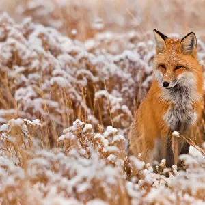 Red fox in snow field