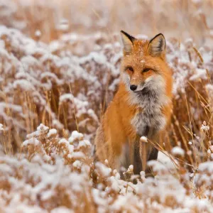Red Fox in Snow Print