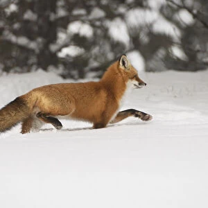 Red Fox Trotting In The Snow