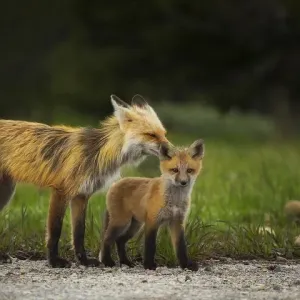 Red Fox Vixen and Kit Print