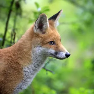 Red Fox -Vulpes vulpes-, adult, alert, captive, Hanau, Hesse, Germany