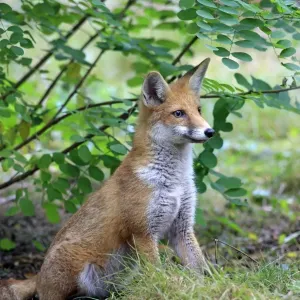 Red Fox -Vulpes vulpes-, adult, alert, captive, Hanau, Hesse, Germany