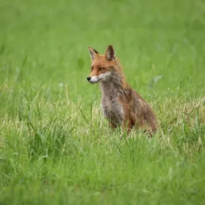 Red fox (Vulpes vulpes), Allgaeu, Bavaria, Germany, Europe Red fox (Vulpes vulpes), Allgaeu, Bavaria, Germany, Europe