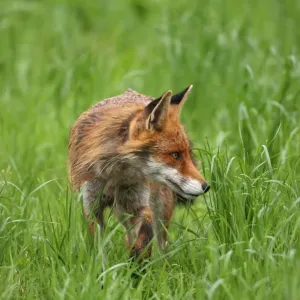 Red fox (Vulpes vulpes), Allgaeu, Bavaria, Germany, Europe Red fox (Vulpes vulpes), Allgaeu, Bavaria, Germany, Europe