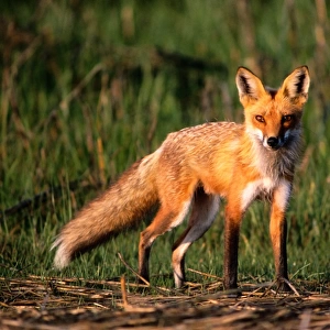 Red fox (Vulpes vulpes), Assateague Island National Seashore, Virginia