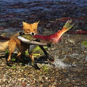 Red Fox -Vulpes vulpes- with a caught salmon, Kurile Lake, Kamchatka Peninsula, Russia