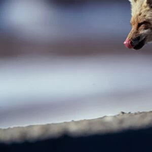Red fox (Vulpes vulpes) licking lips