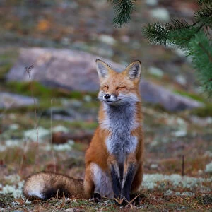 Red Fox Zen