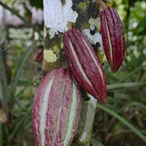 Red fruits on a Cocoa Tree -Theobroma cacao-, Bali, Indonesia