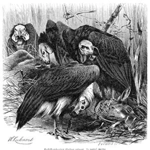 Red-headed vulture engraving 1892