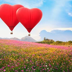 Red heart air balloon over on Beautiful Cosmos Flower in park