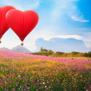 Red heart air balloon over on Beautiful Cosmos Flower in park