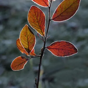 Red Honeysuckle -Lonicera xylosteum-, branch with a light covering of hoarfrost, Untergroeningen, Baden-Wuerttemberg, Germany, Europe