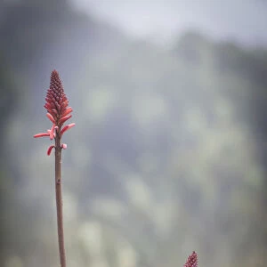 Red-hot poker flower, Kniphofia thomsonii, blooming in semi-alpine heath zone, Mount Kilimanjaro, Kilimanjaro Region, Tanzania
