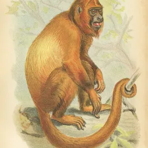 Red howler primate 1894 Red howler primate 1894