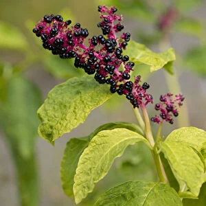 Red-ink Plant or Indian Pokeweed -Phytolacca acinosa-, infructescence, Thuringia, Germany