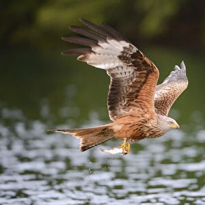 Red Kite -Milvus milvus- flying with prey across a lake, Mecklenburg-Western Pomerania, Germany